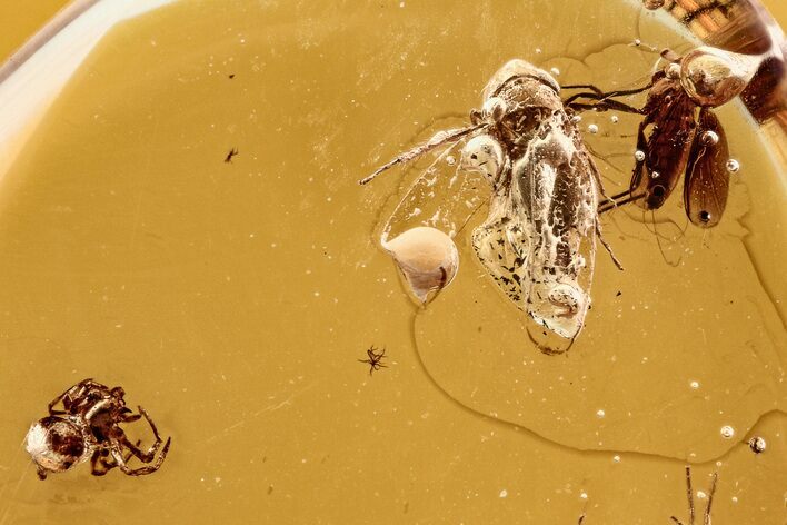 Fossil Spider, Adult Leafhopper, and Fly in Baltic Amber #278828